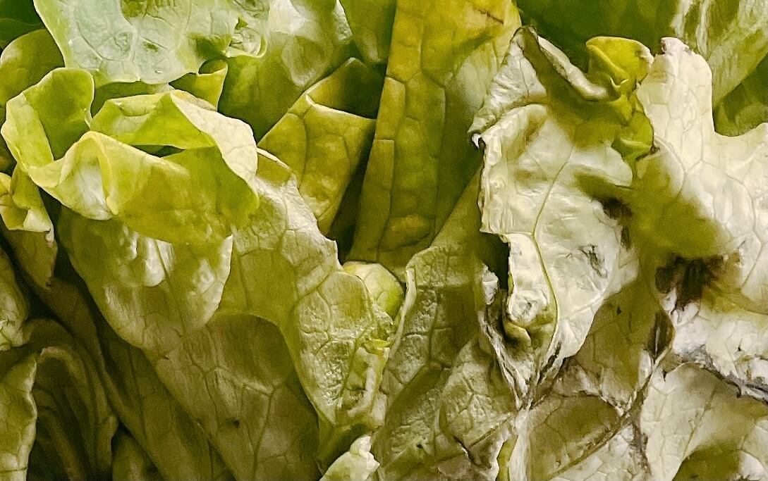 野菜フレッシュキーパー