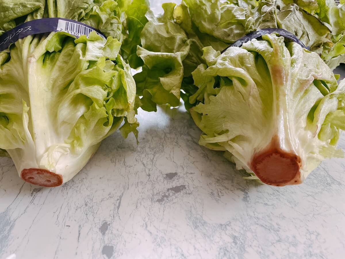 野菜フレッシュキーパー