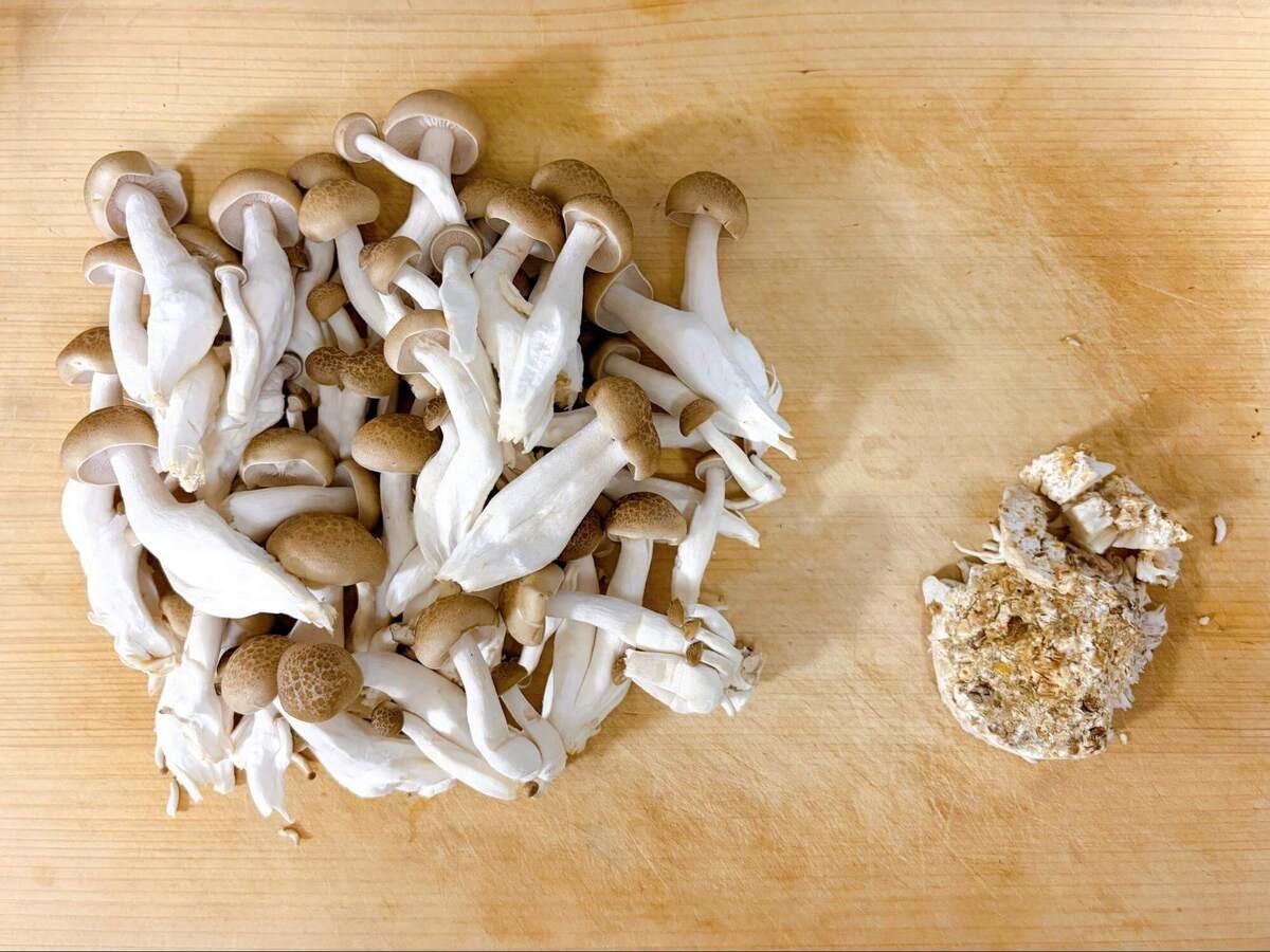 塩昆布で！シャウとしめじの炊き込みご飯