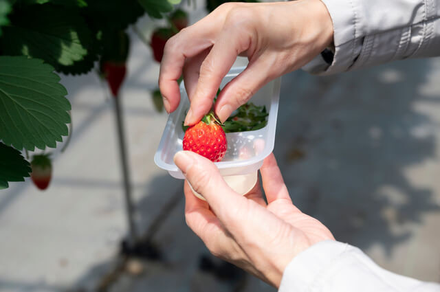 いちご狩りNG行為