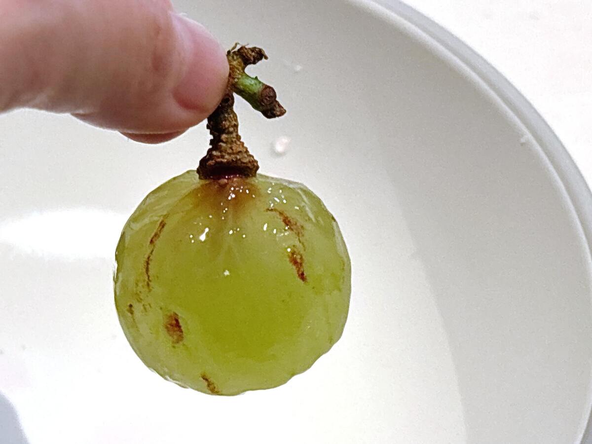 ぶどうの皮は「軸側から」剥かない！