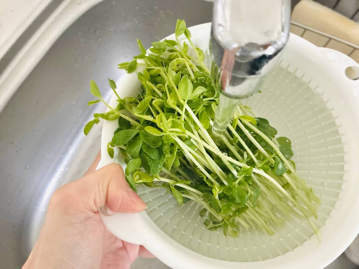 もやし×豆苗の洋風サラダ