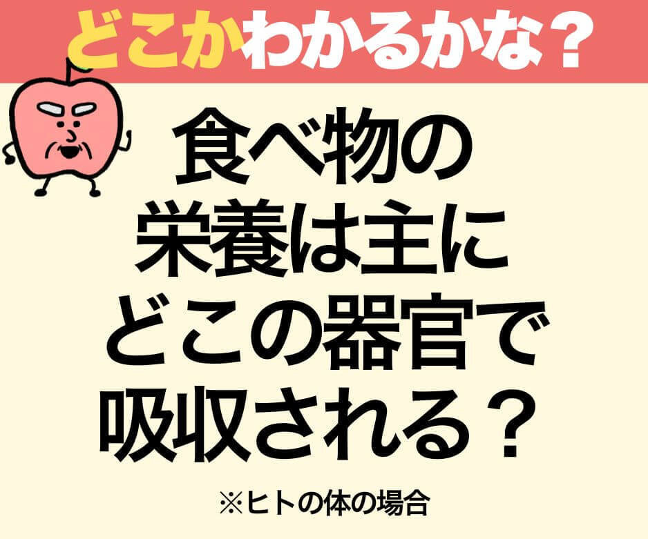 食べ物が吸収されるのはどこ？