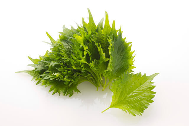 新鮮な大葉の選び方・保存術