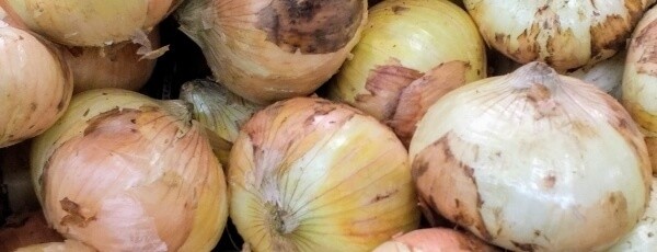 新玉ねぎ