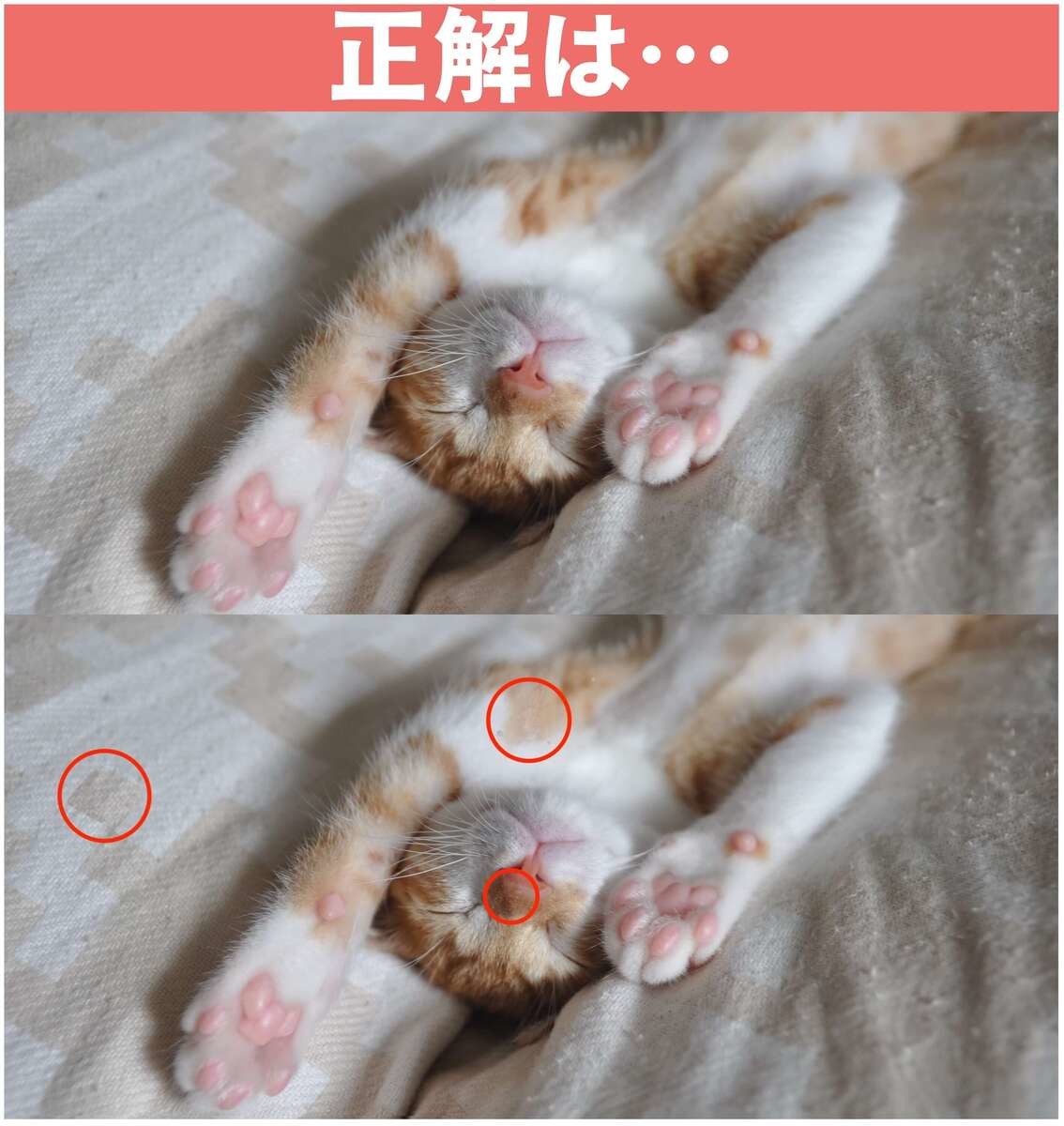 猫ちゃんの寝顔の間違い探し