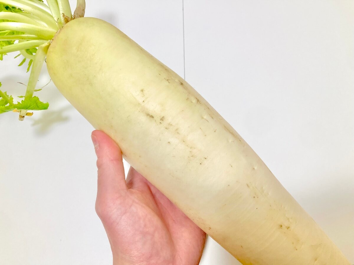 ぶよぶよ・シワシワ大根は、条件付きで食べられます