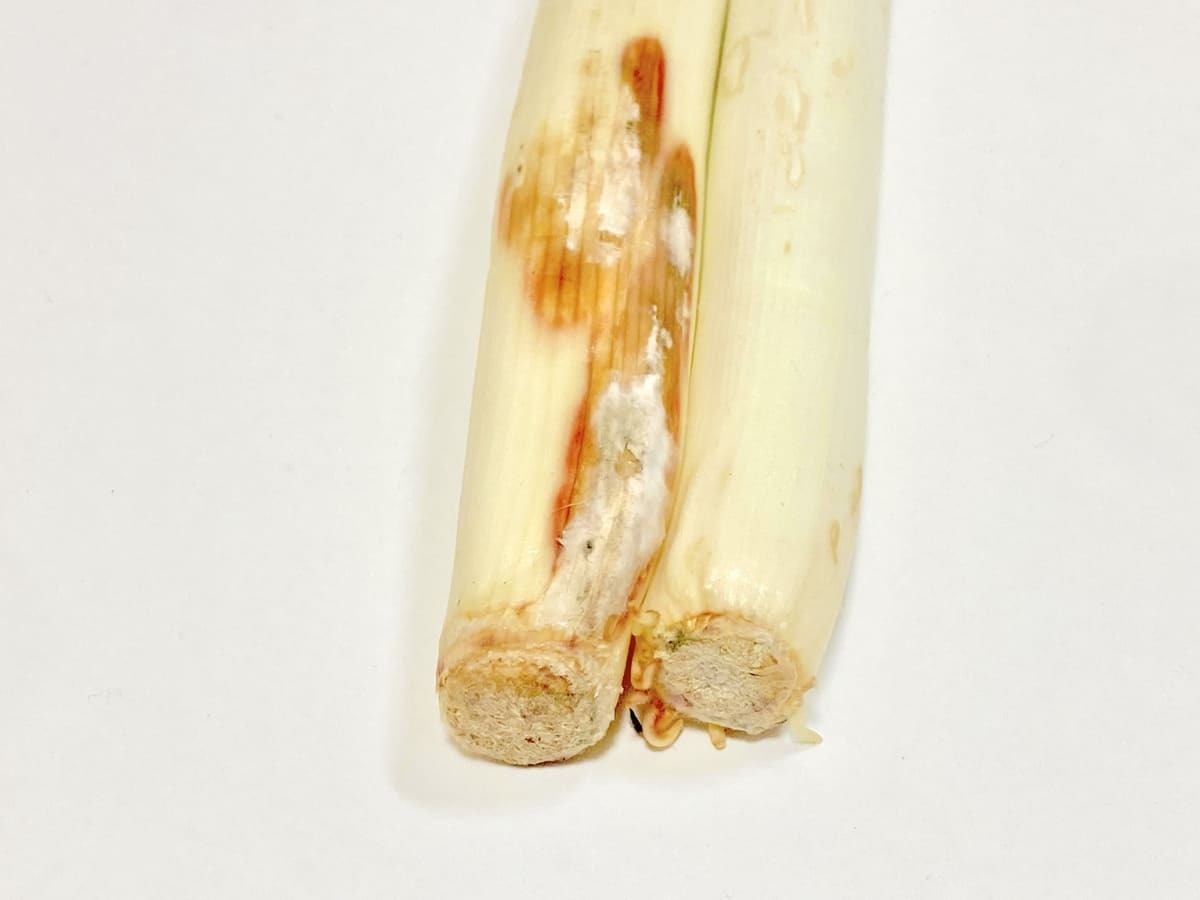 【長ネギの見分け方】おいしい特徴とは？