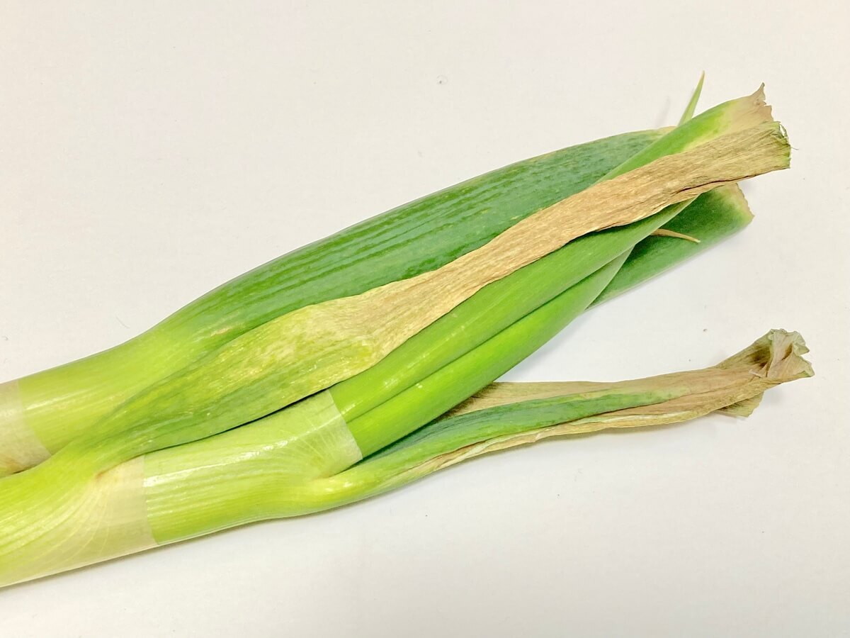 【長ネギの見分け方】おいしい特徴とは？