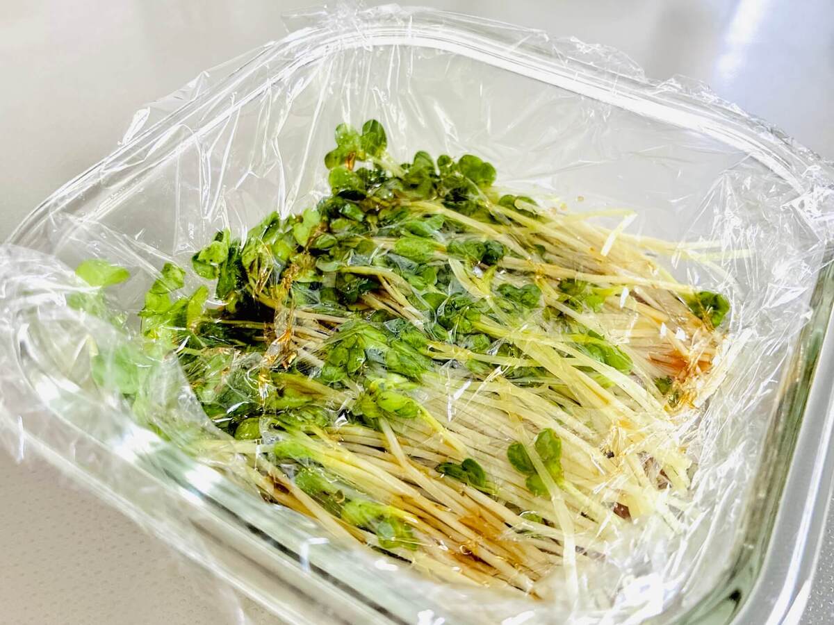 カイワレ大根