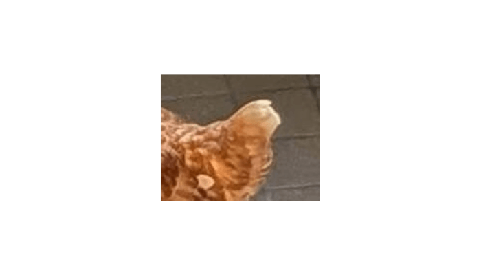 平和な住宅街にまさかの訪問者!?正体は…