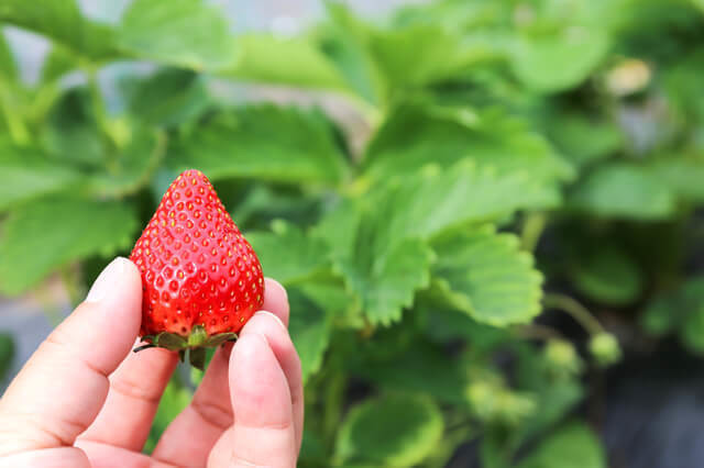 いちご狩りNG行為