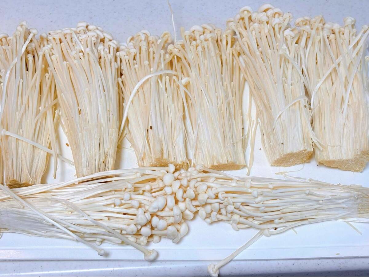 麻薬たまえのき