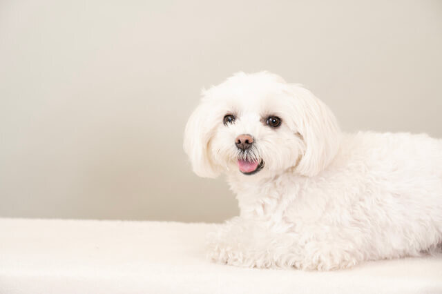 トイレに流してはいけないNGなもの