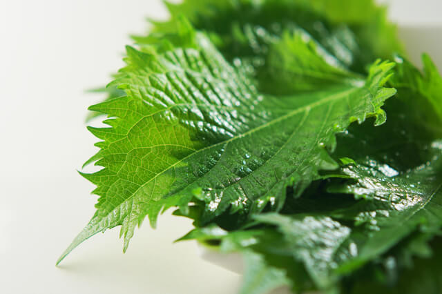 新鮮な大葉の選び方・保存術