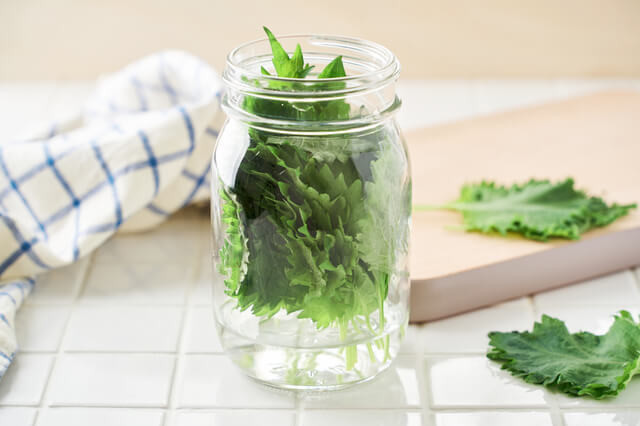 新鮮な大葉の選び方・保存術