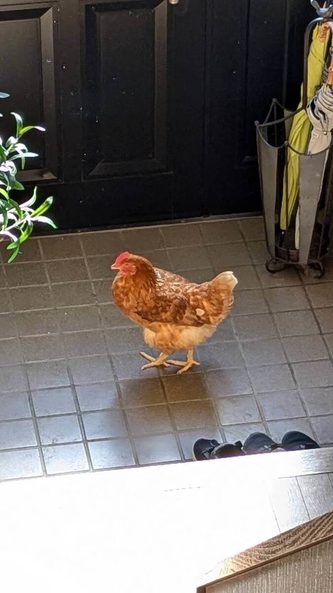 平和な住宅街にまさかの訪問者！？正体は…