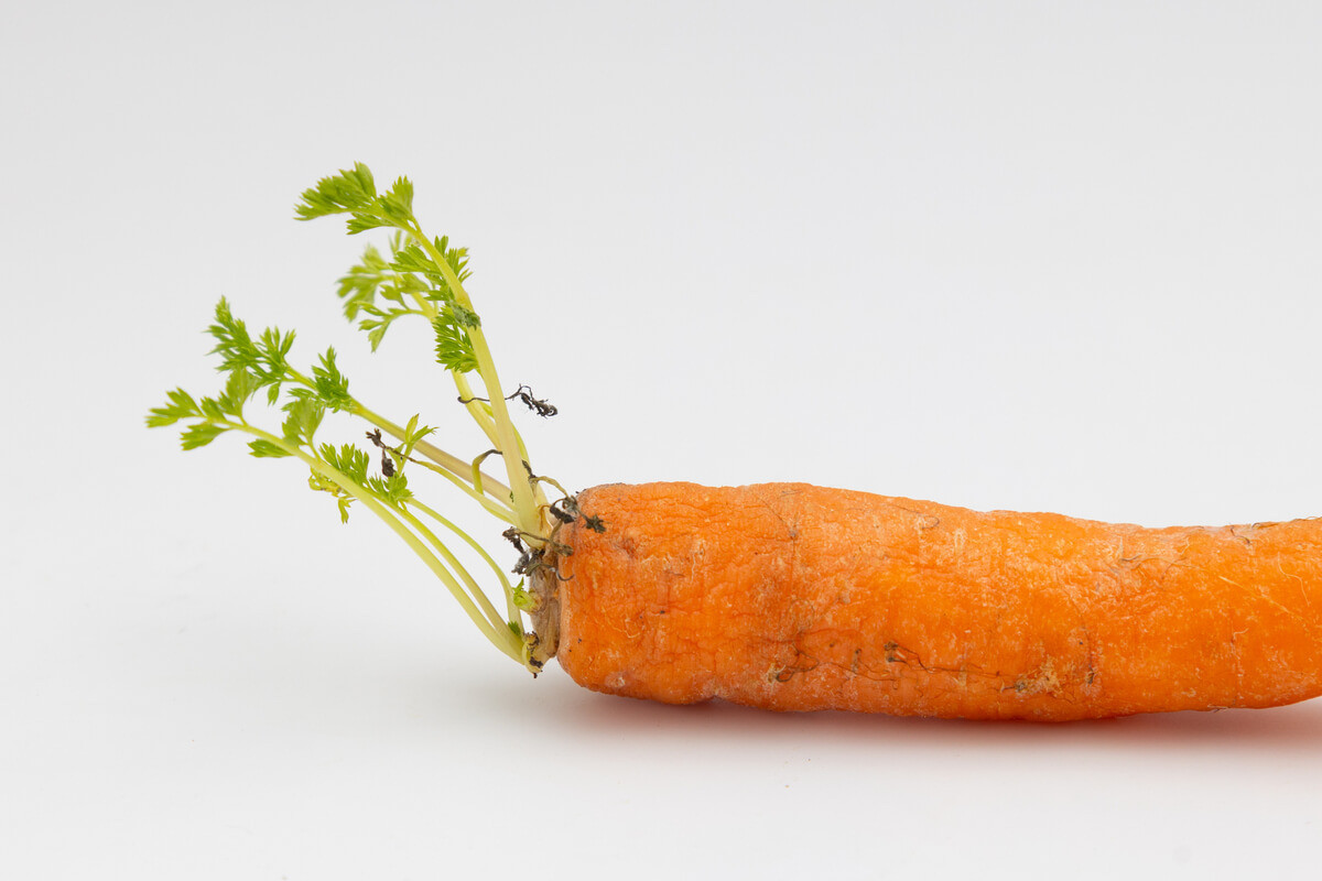 にんじんの見分け方