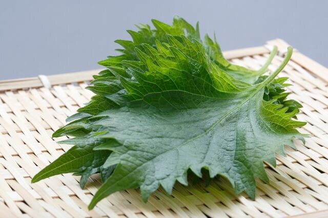 新鮮な大葉の選び方・保存術