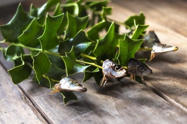 節分のヒイラギ