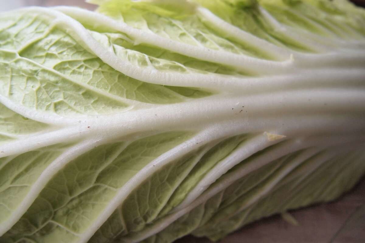 腐っている白菜の特徴【黒い点・カビはNG?】