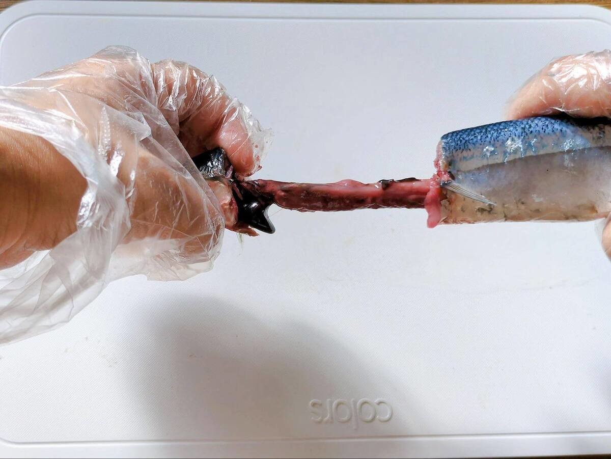 サンマを美味しく安全に食べるコツ