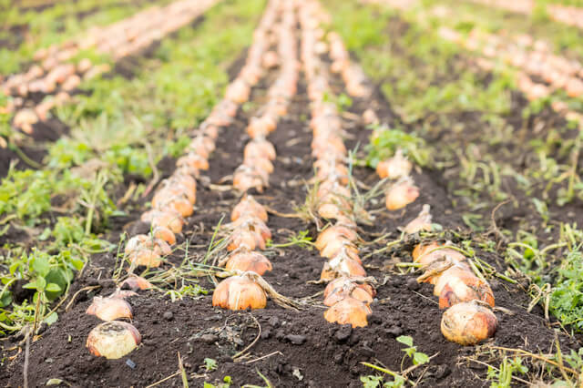 「北海道産玉ねぎ」の価格高騰と不作について