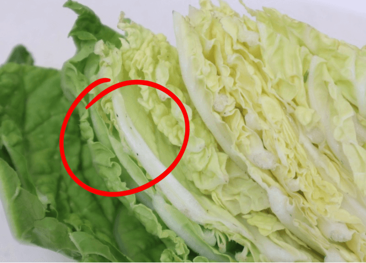 白菜の黒い斑点って何?