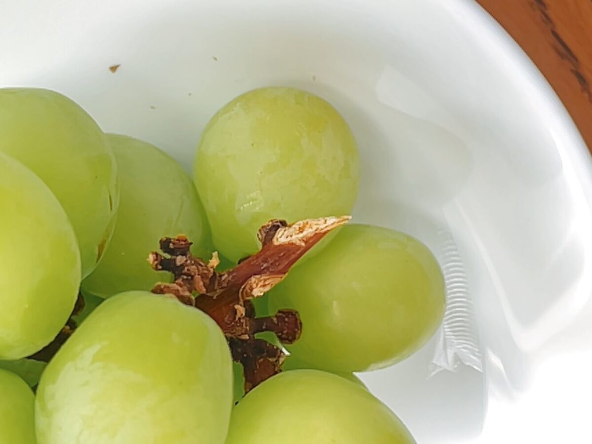 食べチョク「シャインマスカットを長持ちさせる方法」