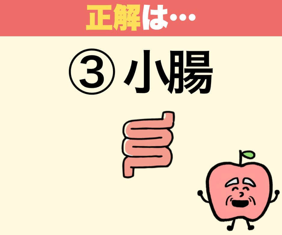 食べ物が吸収されるのはどこ？