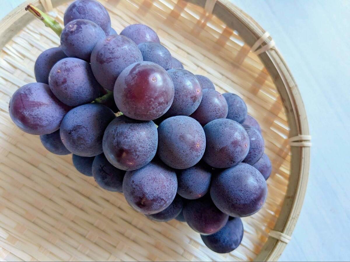 【見た目がカギ】美味しい巨峰の見分け方