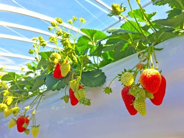 いちご狩りNG行為