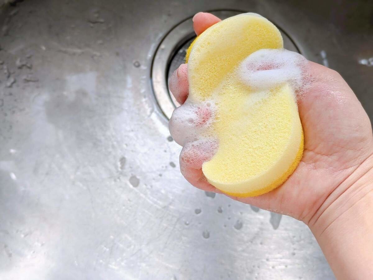 スポンジ