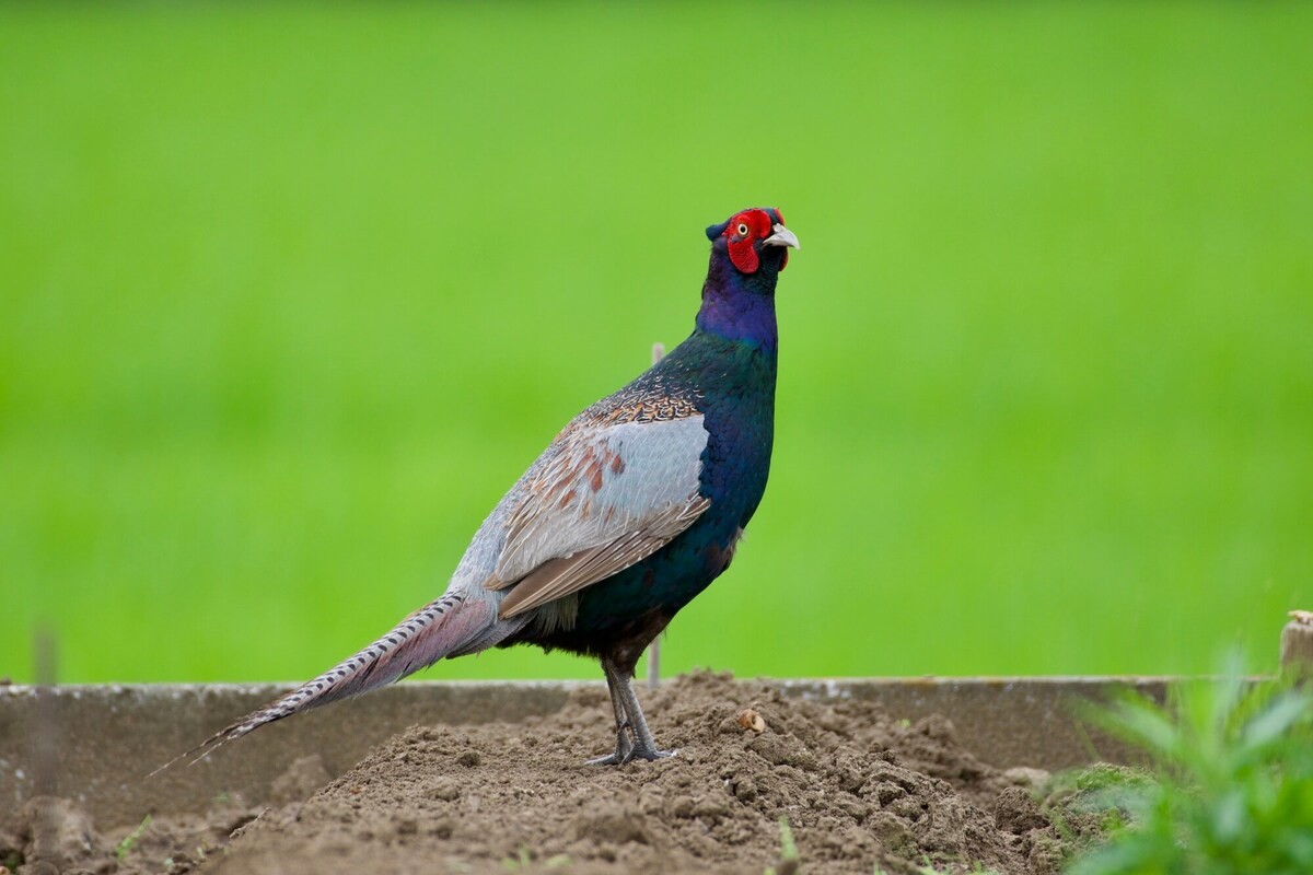 「日本の国鳥」は何でしょうか？