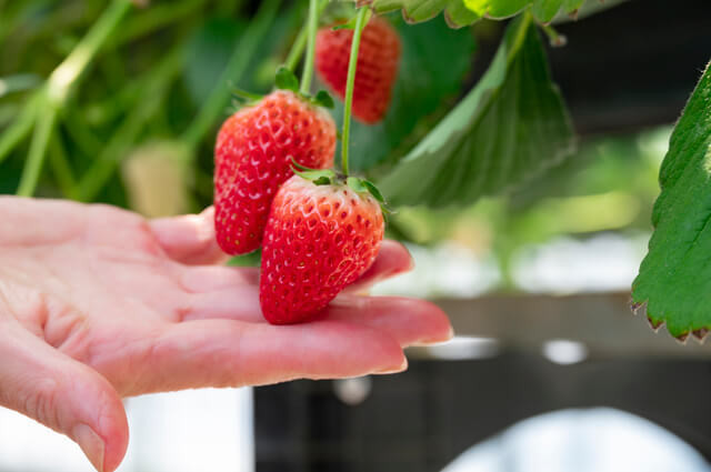 いちご狩りNG行為