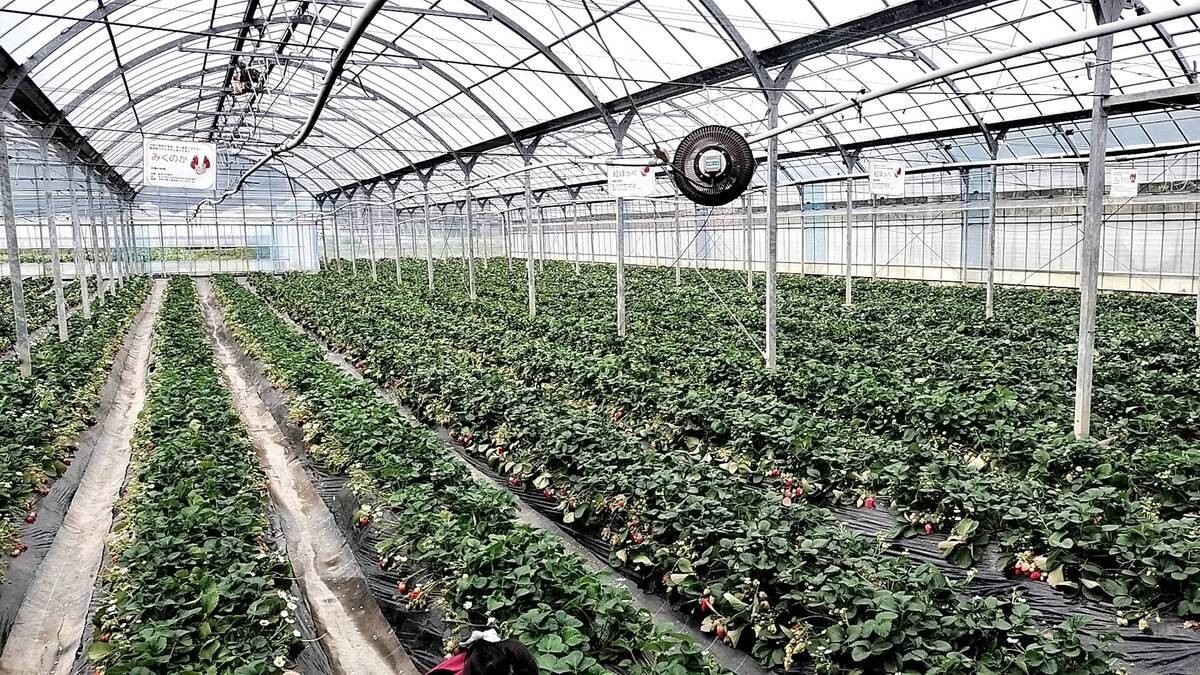 道の駅とみうら枇杷倶楽部