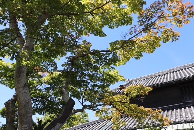 香川県「うどん本陣 山田屋」