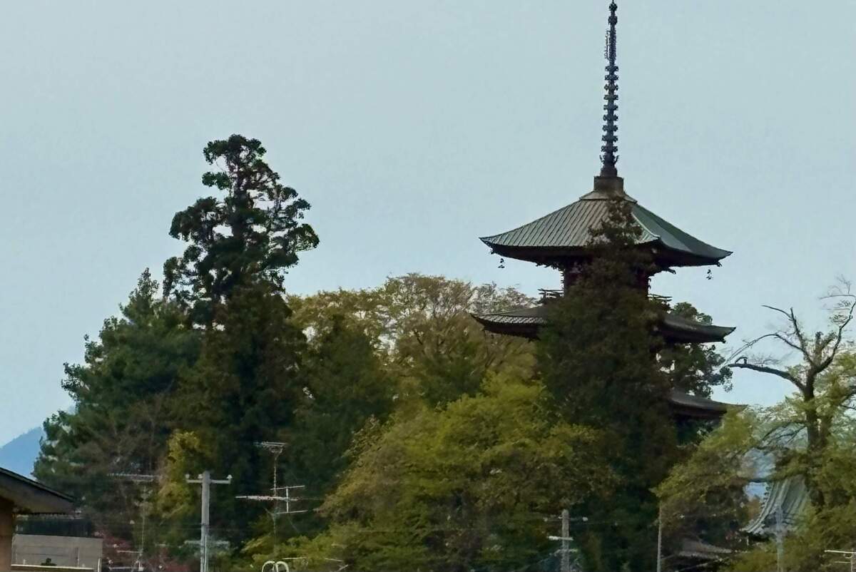 うちわ餅