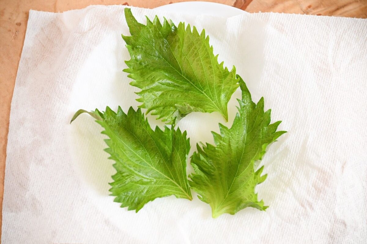 大葉
