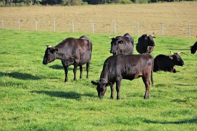 スーパーの豚肉パック、消費期限はどうやって決まっている?