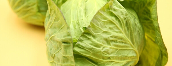 春キャベツ