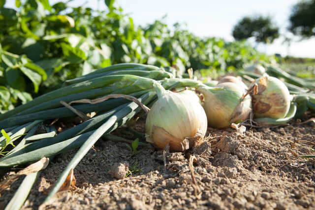 「北海道産玉ねぎ」の価格高騰と不作について