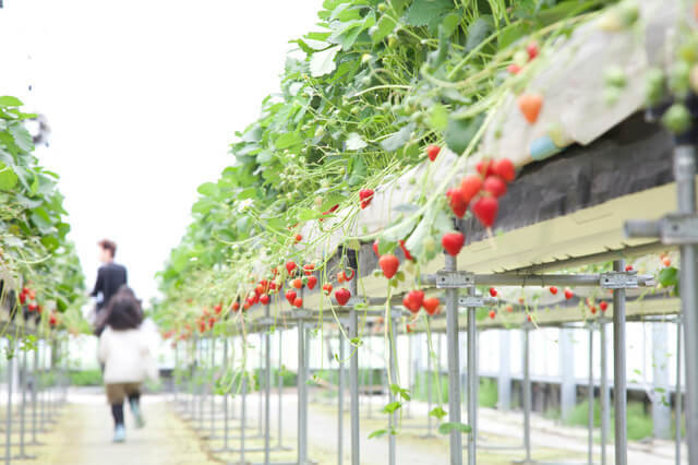 いちご狩りNG行為