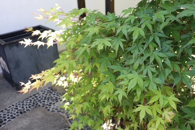 香川県「うどん本陣 山田屋」