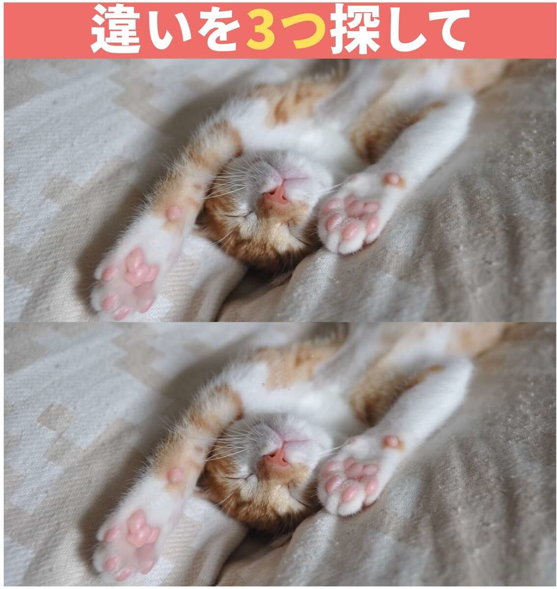 猫ちゃんの寝顔の間違い探し