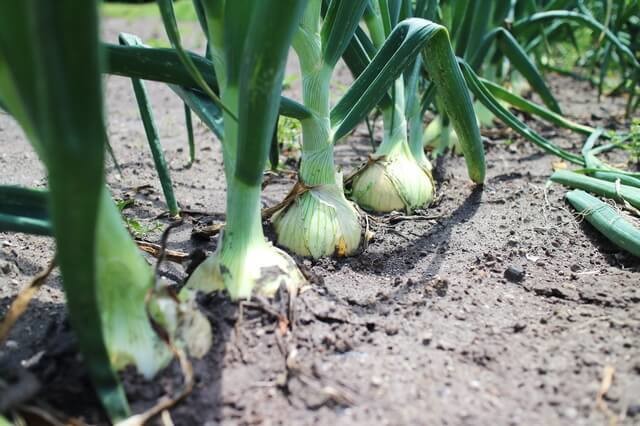 「北海道産玉ねぎ」の価格高騰と不作について