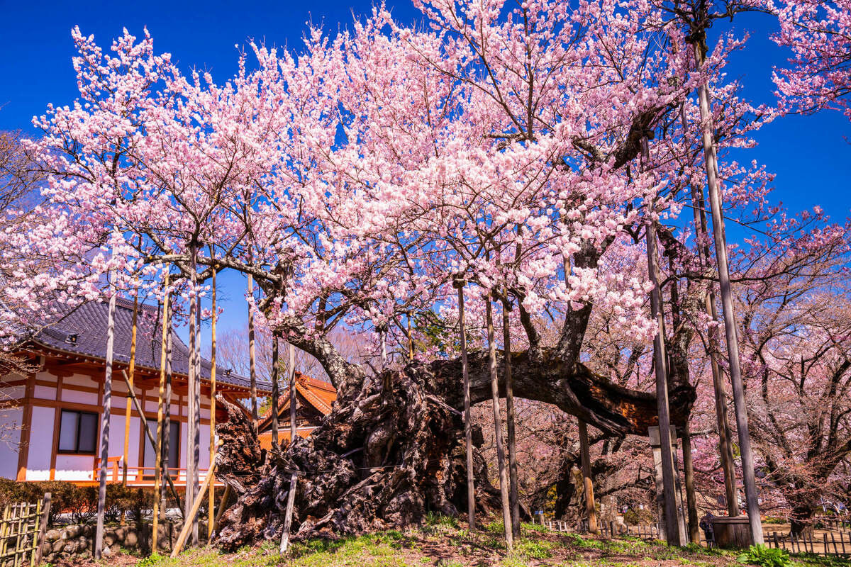 日本で一番古い桜の木は？【知っておきたい豆知識】「え、そんなの知っ