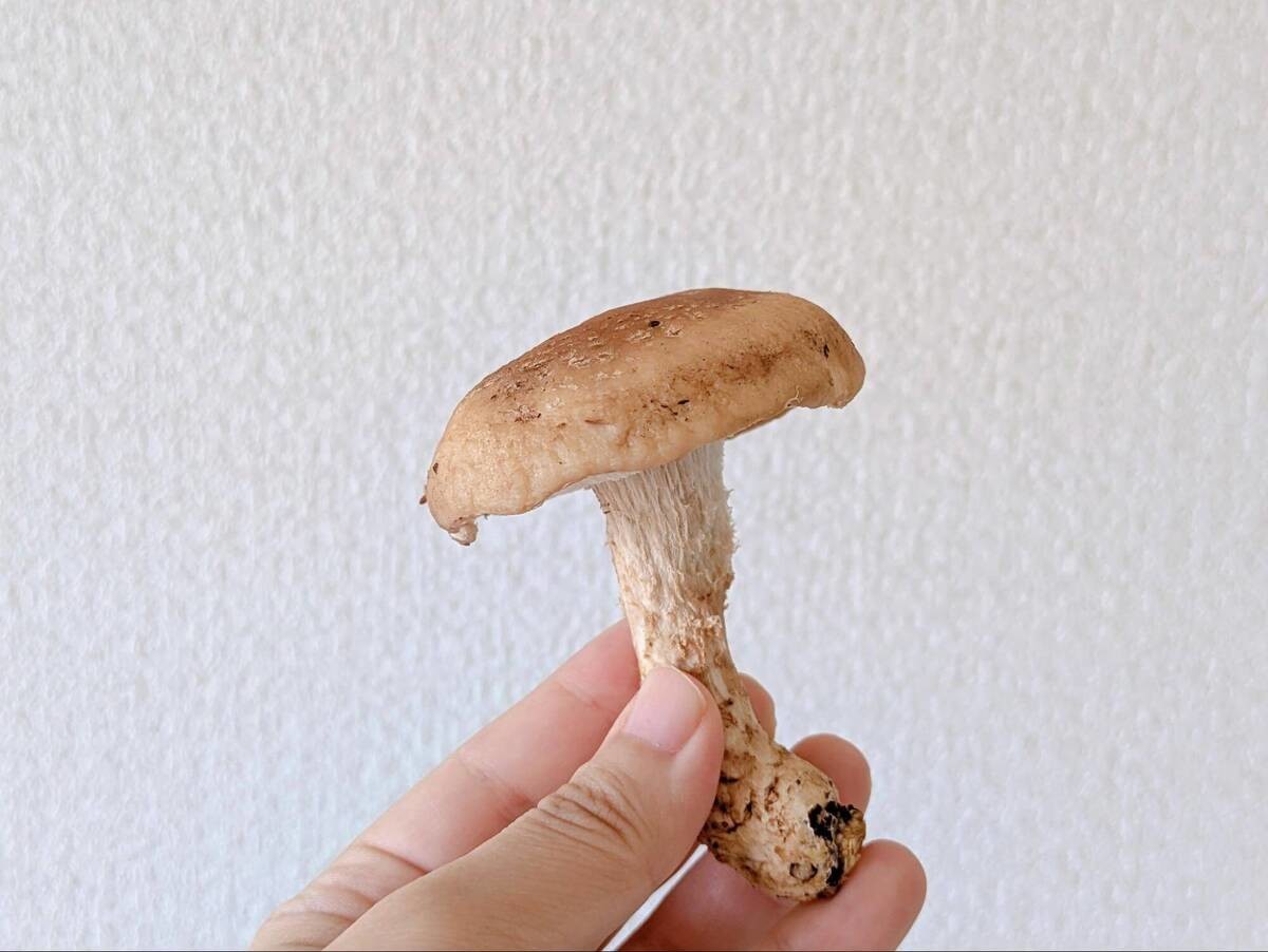 えのき・舞茸