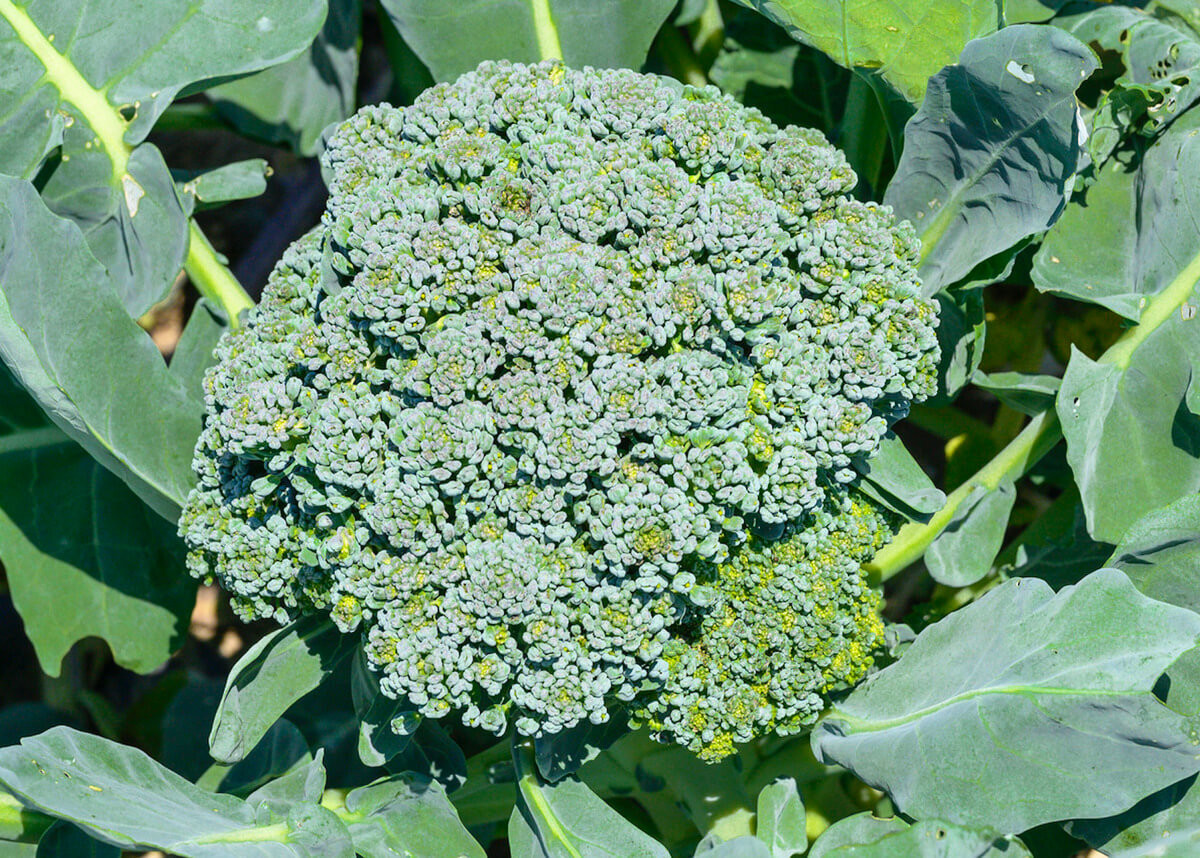 「ブロッコリーの洗い方」の基本ステップ