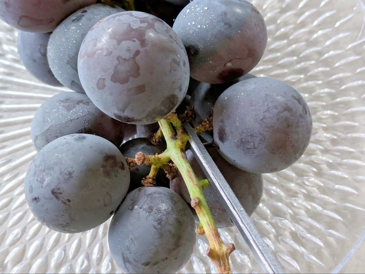 【管理栄養士が警告】ぶどうの摂取量の目安と保存方法